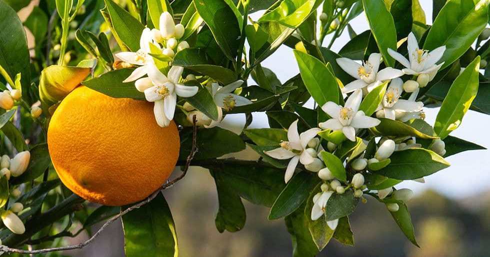 Zagara — Sicilian orange blossom from Ribera